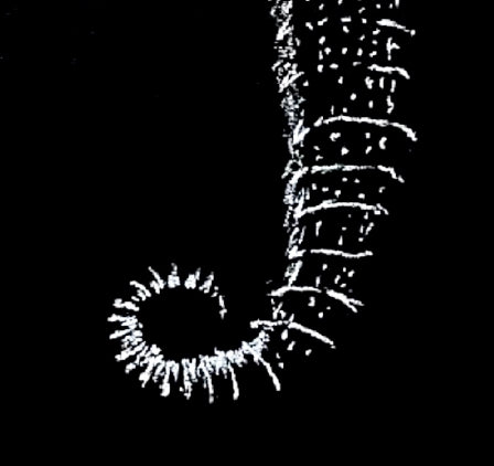 Vintage Seahorse Art Print – White Seahorse on Black – Nautical Illustration – Coastal & Modern Wall Art