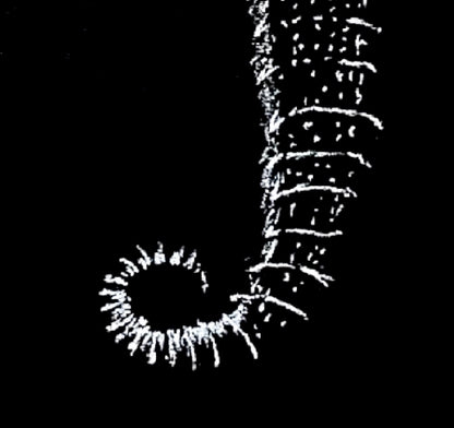 Vintage Seahorse Art Print – White Seahorse on Black – Nautical Illustration – Coastal & Modern Wall Art