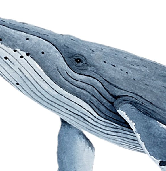 Humpback Whale Original Watercolor Print, Nautical Coastal Wall Art, Whale Lover Gift, Beach House Décor, Whale Painting, Ocean Wildlife Art