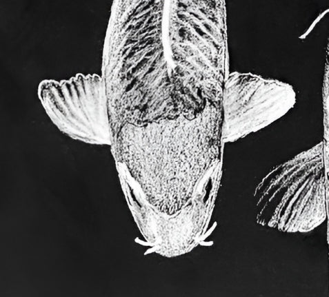 Archival Print Colored Pencil Drawing of Koi Fish – White Koi on Black Background – Fine Art Illustration – Zen Water Garden Art