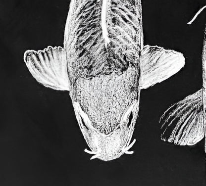Archival Print Colored Pencil Drawing of Koi Fish – White Koi on Black Background – Fine Art Illustration – Zen Water Garden Art