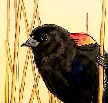 Red Winged Black Bird Original Artwork, East Coast Landscape Print, Limited Edition Watercolor,Coastal Wall Decor, Beach House Decor Gift