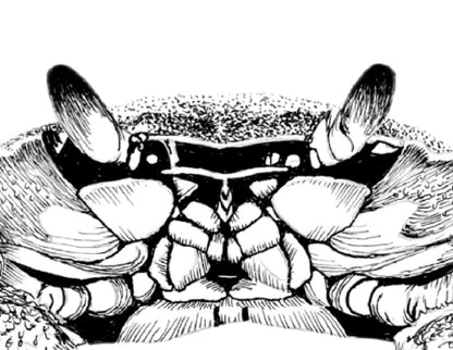 Maryland Blue Crab Art Print from Original Pen & Ink Drawing, Coastal Beach Art, Seaside Nautical Wall Hanging Decor