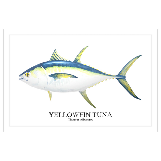 Yellowfin Tuna Original Watercolor Print – Nautical Coastal Wall Art,Fishermen Angler Gift, Beach House Art, East Coast Sport Fishing Art