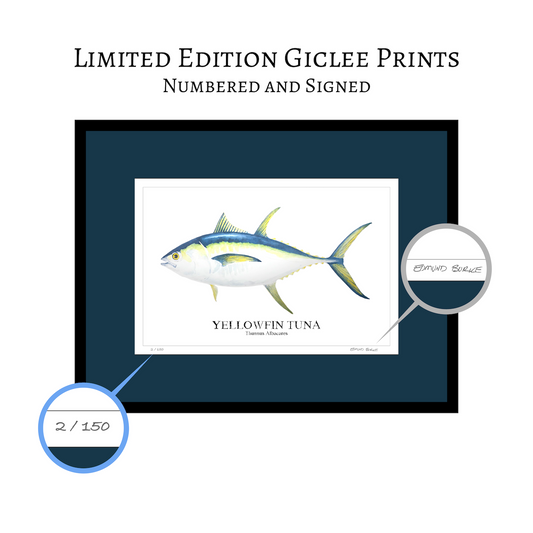 Yellowfin Tuna Original Watercolor Print – Nautical Coastal Wall Art,Fishermen Angler Gift, Beach House Art, East Coast Sport Fishing Art