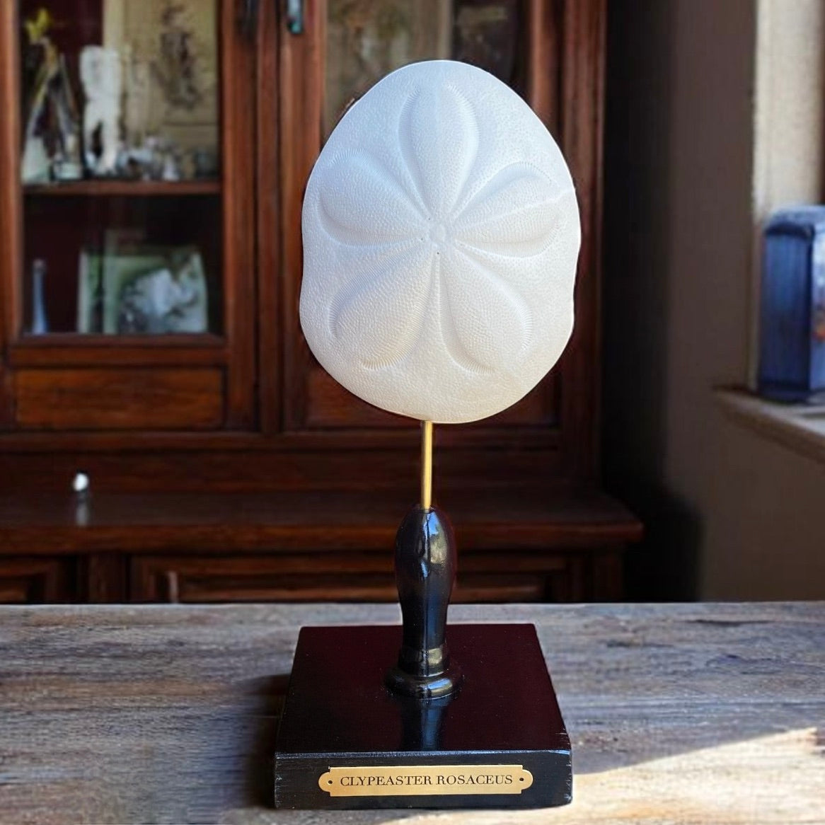 Mounted Shell Sculpture, Sea Shell on Stand, Tropical Shell Display, Elegant Coastal Decor, Beach House Gift, Nautical Marine Home Accent