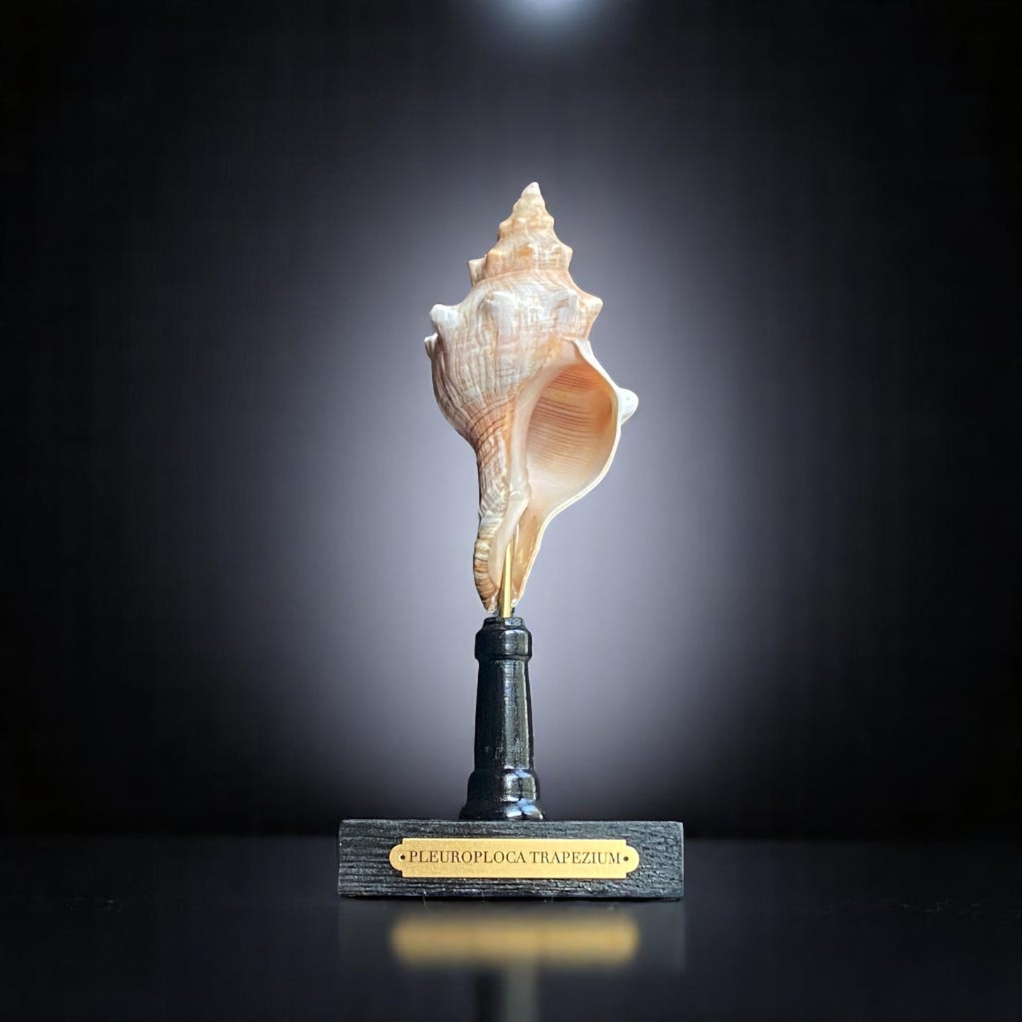 Mounted Shell Sculpture, Sea Shell on Stand, Tropical Shell Display, Elegant Coastal Decor, Beach House Gift, Nautical Marine Home Accent