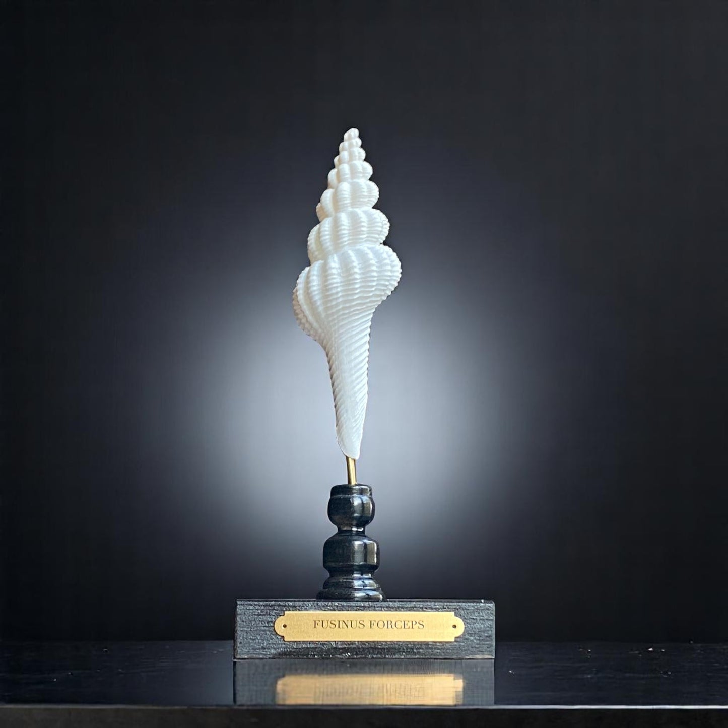 Mounted Shell Sculpture, Sea Shell on Stand, Tropical Shell Display, Elegant Coastal Decor, Beach House Gift, Nautical Marine Home Accent