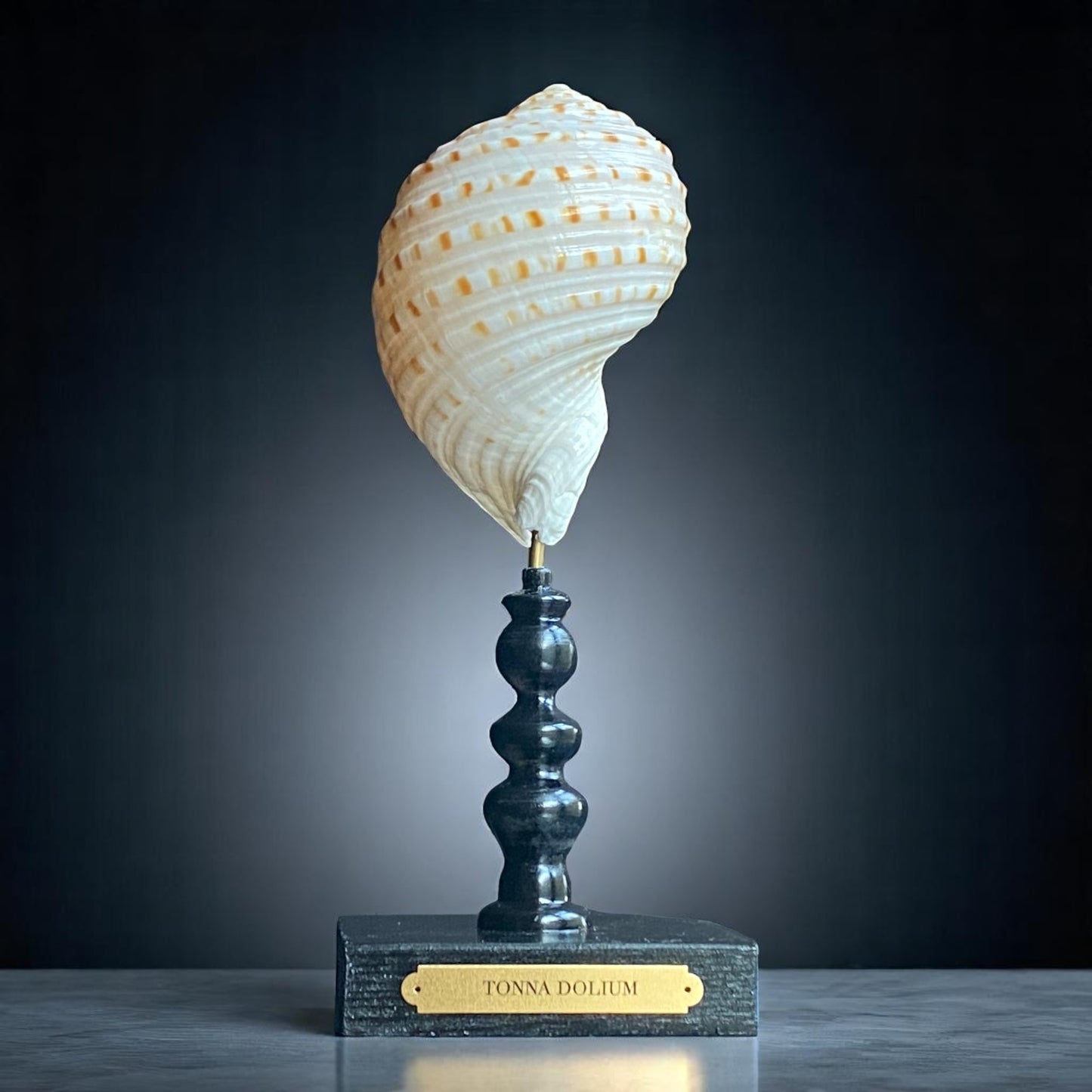 Mounted Shell Sculpture, Sea Shell on Stand, Tropical Shell Display, Elegant Coastal Decor, Beach House Gift, Nautical Marine Home Accent