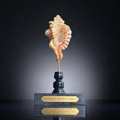 Mounted Sea Shell Specimen, Sea Shell on Stand, Tropical Shell Display, Elegant Coastal Decor, Beach House Gift,Marine Sculpture Home Accent