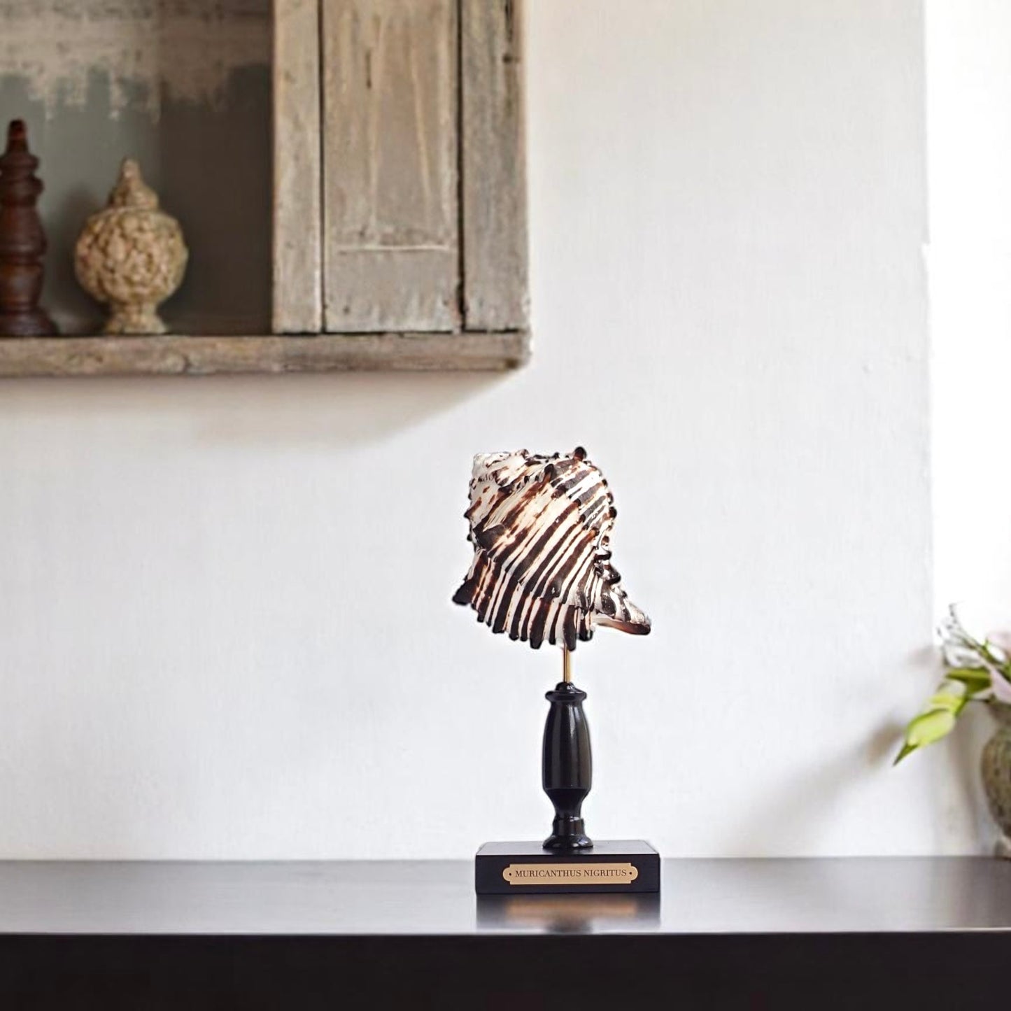Mounted Shell Sculpture, Sea Shell on Stand, Tropical Shell Display, Elegant Coastal Decor, Beach House Gift, Nautical Marine Home Accent