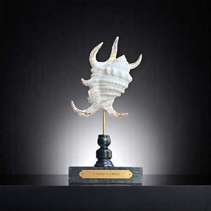 Mounted Shell Sculpture, Sea Shell on Stand, Tropical Shell Display, Elegant Coastal Decor, Beach House Gift,Nautical Cabinet of Curiosities