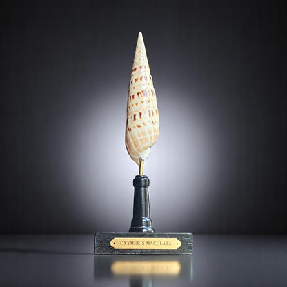 Mounted Shell Sculpture, Sea Shell on Stand, Tropical Shell Display, Elegant Coastal Decor, Beach House Gift, Nautical Marine Home Accent