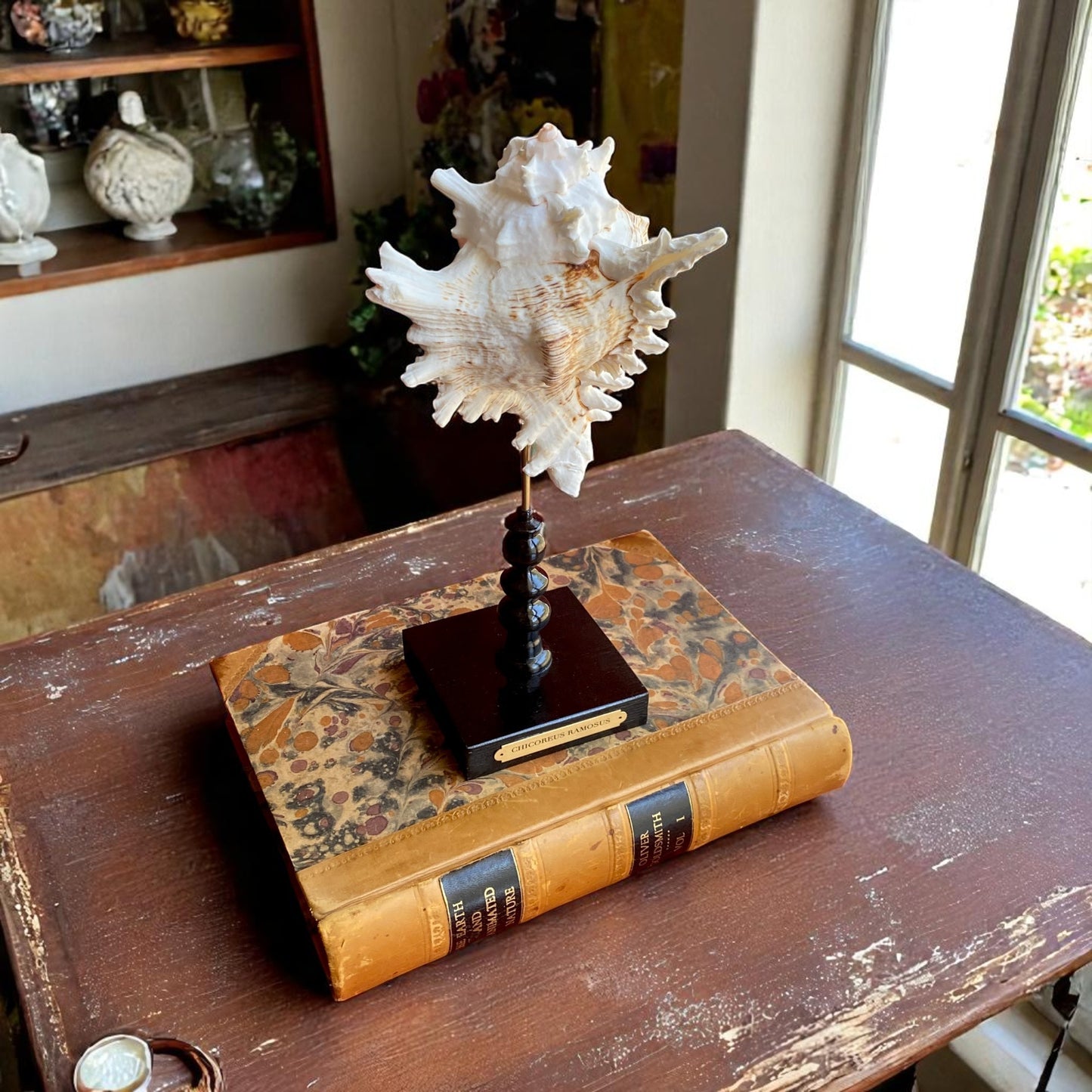 Mounted Shell Sculpture, Sea Shell on Stand, Tropical Shell Display, Elegant Coastal Decor, Beach House Gift, Nautical Marine Home Accent