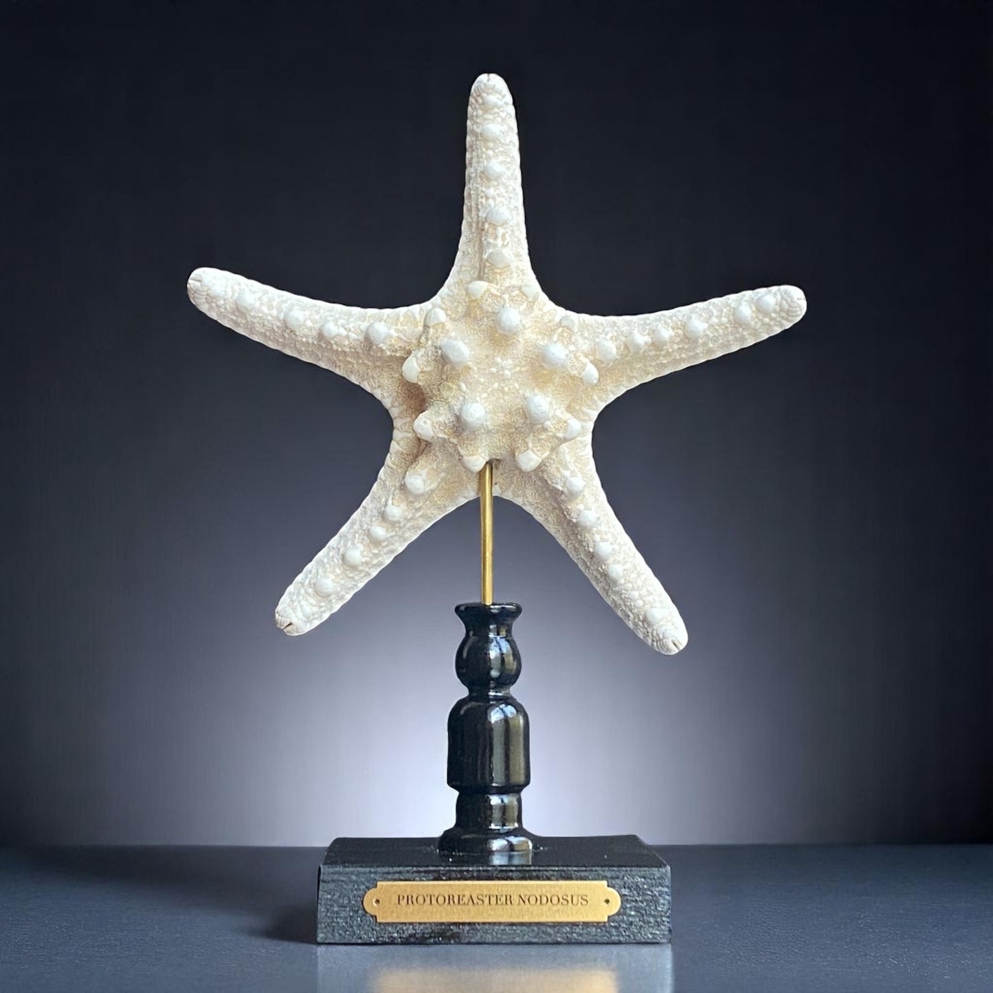 Mounted Star Fish Sculpture, Sea Star on Stand, Tropical Shell Display, Chic Coastal Decor, Beach House Gift, Nautical Marine Home Accent