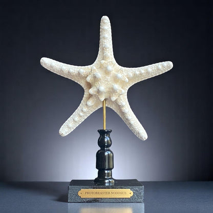Mounted Star Fish Sculpture, Sea Star on Stand, Tropical Shell Display, Chic Coastal Decor, Beach House Gift, Nautical Marine Home Accent