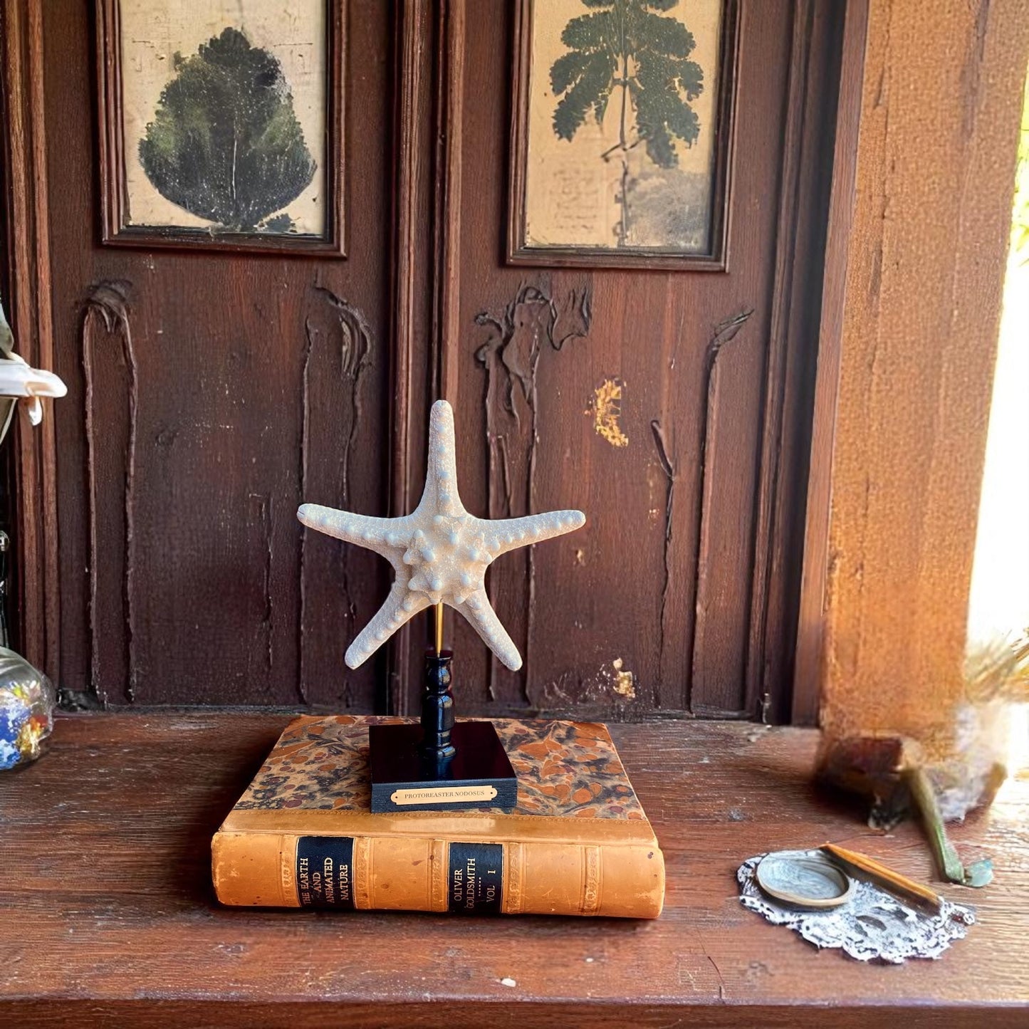 Mounted Star Fish Sculpture, Sea Star on Stand, Tropical Shell Display, Chic Coastal Decor, Beach House Gift, Nautical Marine Home Accent