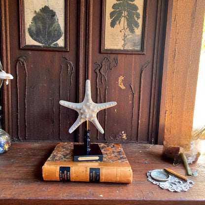 Mounted Star Fish Sculpture, Sea Star on Stand, Tropical Shell Display, Chic Coastal Decor, Beach House Gift, Nautical Marine Home Accent