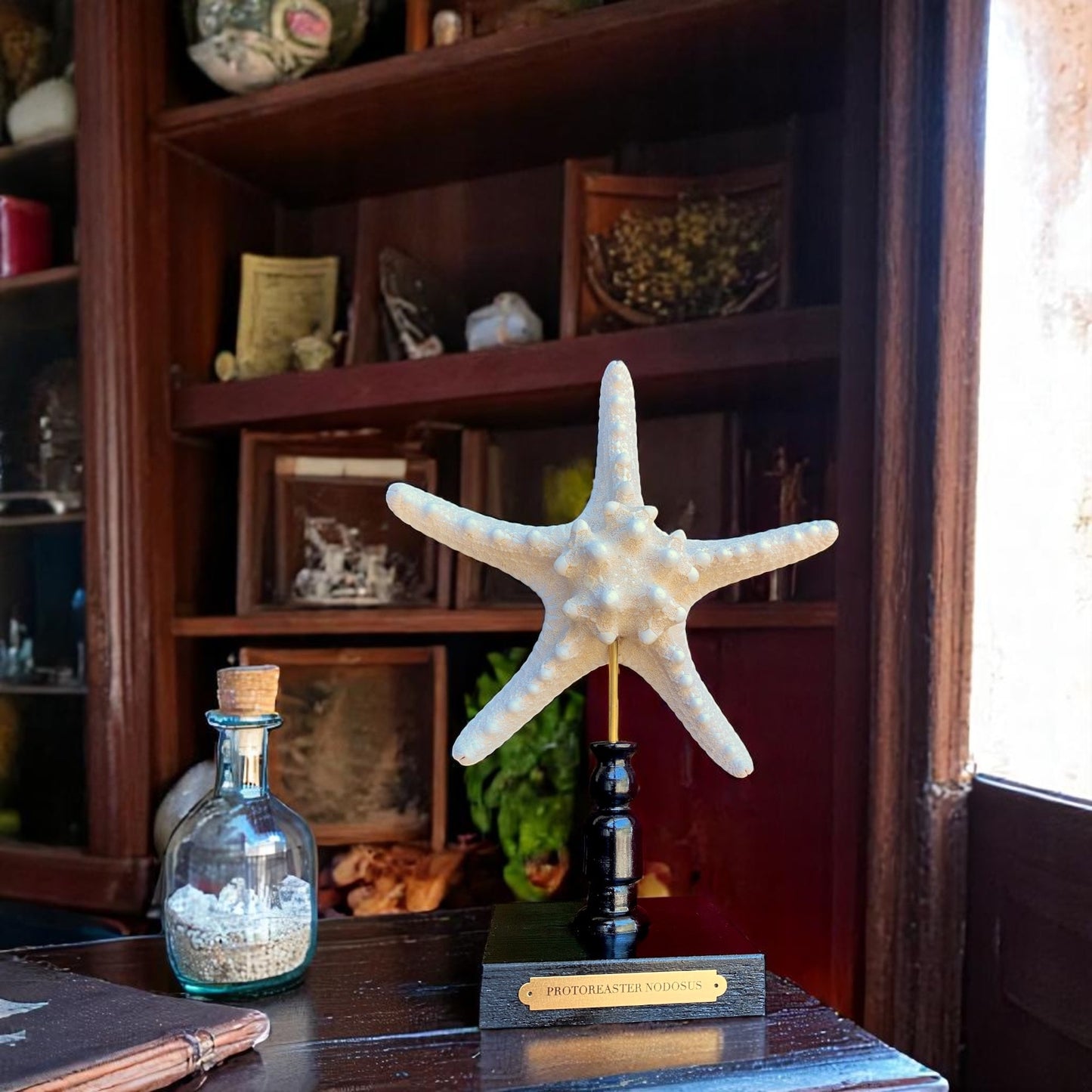 Mounted Star Fish Sculpture, Sea Star on Stand, Tropical Shell Display, Chic Coastal Decor, Beach House Gift, Nautical Marine Home Accent