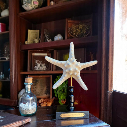 Mounted Star Fish Sculpture, Sea Star on Stand, Tropical Shell Display, Chic Coastal Decor, Beach House Gift, Nautical Marine Home Accent