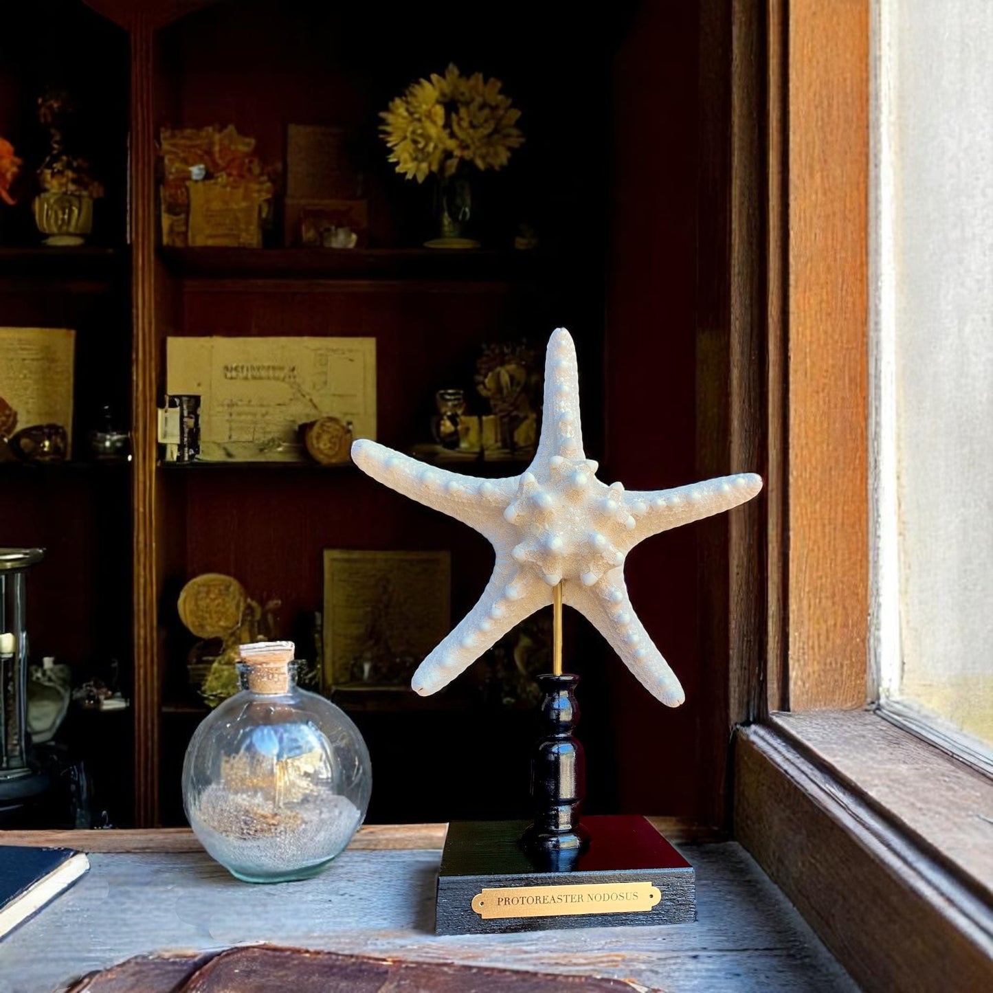 Mounted Star Fish Sculpture, Sea Star on Stand, Tropical Shell Display, Chic Coastal Decor, Beach House Gift, Nautical Marine Home Accent